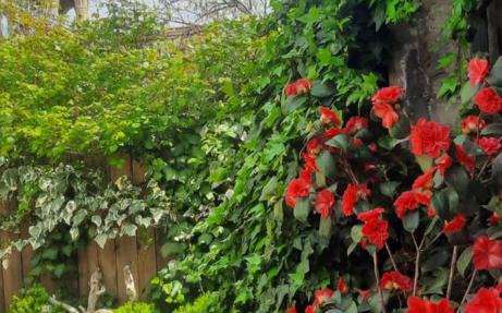 VILLA SABA WITH TWO BEDROOMS- სასტუმრო საბა in Mtskheta