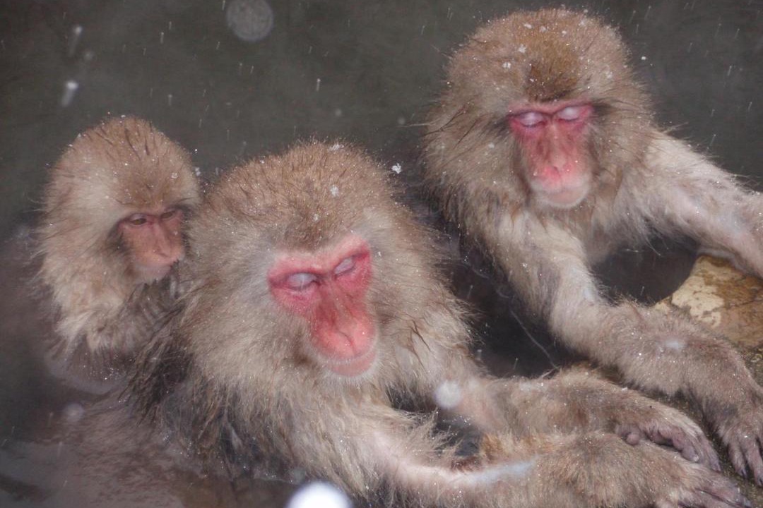Photo of Others in Yudanaka Shibu Onsen